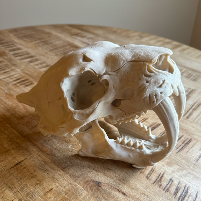 Sabre Tooth Tiger Skull — Realistic Smiladon Fossil, Display Quality Replica