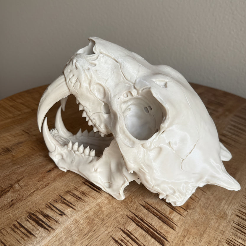 Sabre Tooth Tiger Skull — Realistic Smiladon Fossil, Display Quality Replica