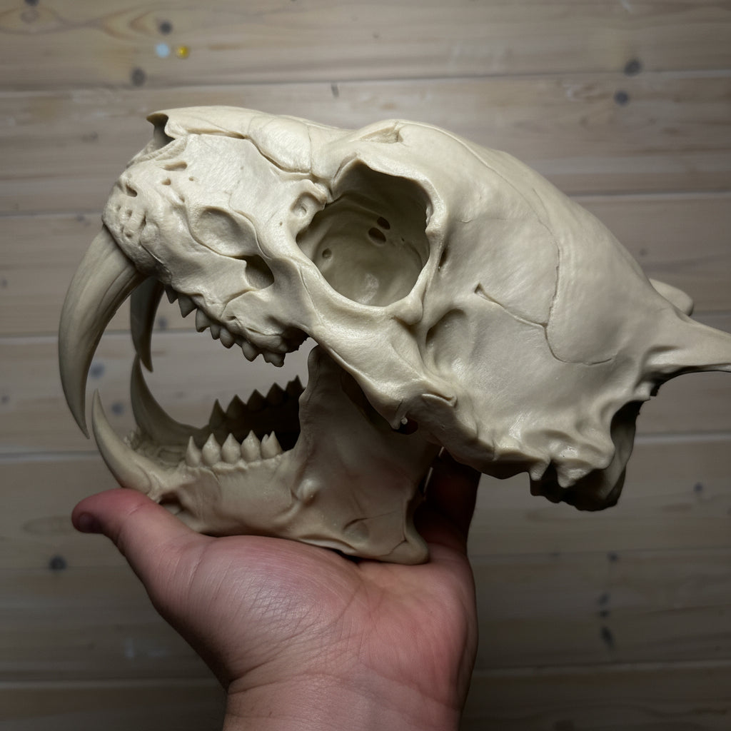 Sabre Tooth Tiger Skull — Realistic Smiladon Fossil, Display Quality Replica