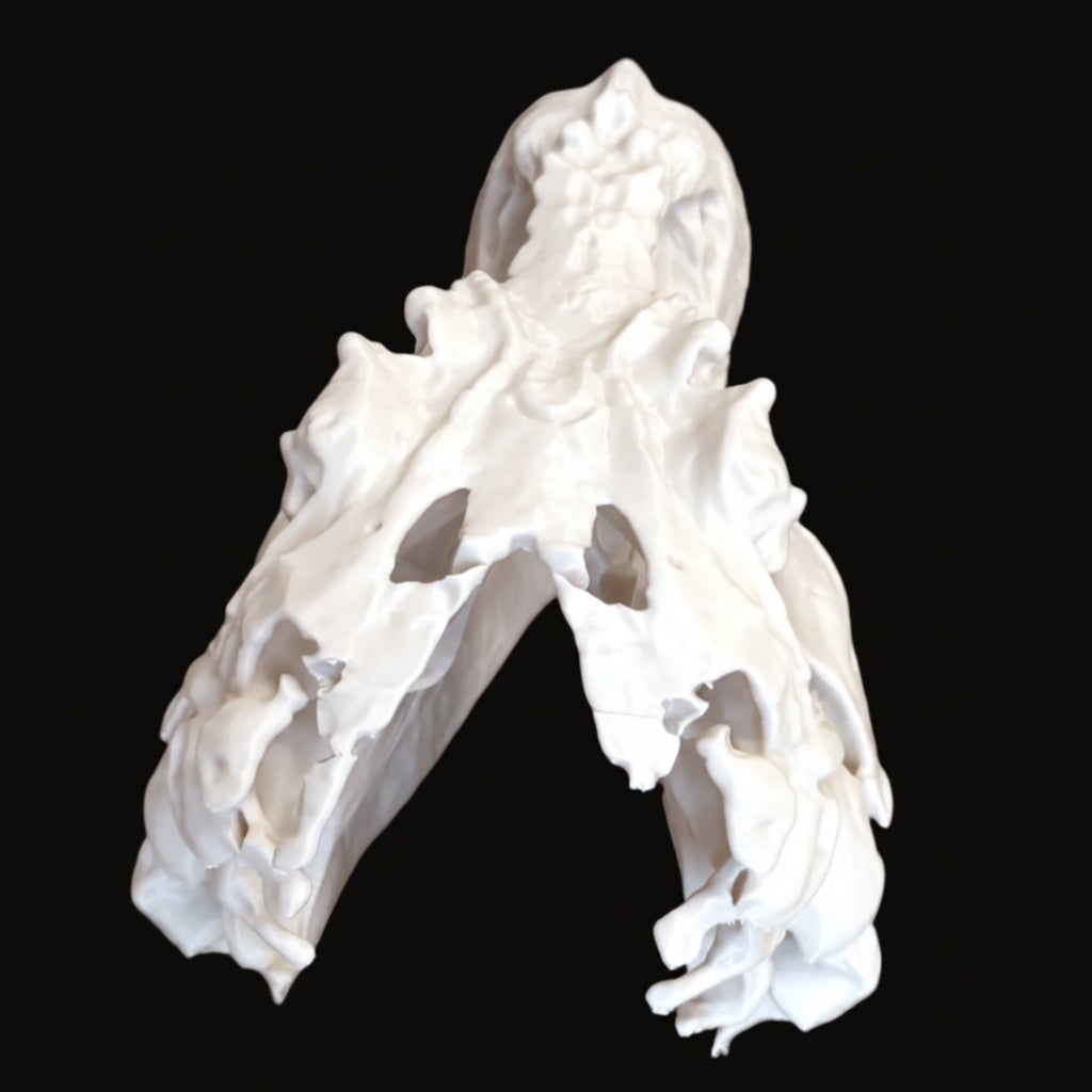 T-Rex Skull — Realistic Dinosaur Fossil, Display Quality Replica
