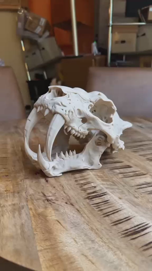 Sabre Tooth Tiger Skull — Realistic Smiladon Fossil, Display Quality Replica