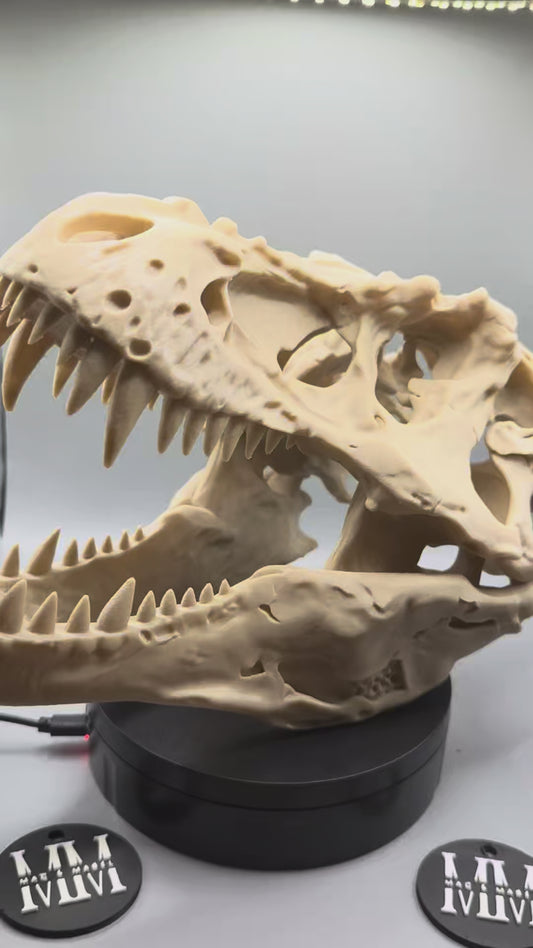 T-Rex Skull — Realistic Dinosaur Fossil, Display Quality Replica